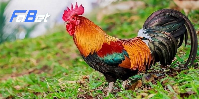 Cách Xem Màu Mạng Gà Đá Chuẩn Xác Theo Các Phương Pháp