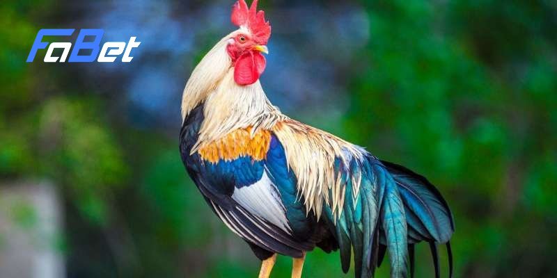 Màu mạng gà giúp đánh giá khả năng thi đấu của chiến kê