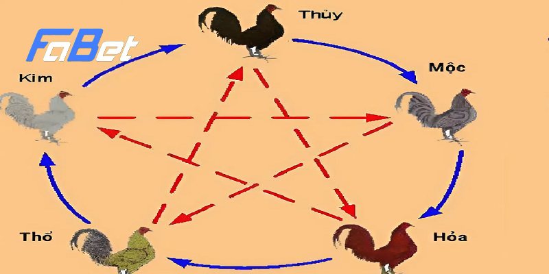 Cách xem màu mạng gà đá qua ngũ hành rất dễ dàng