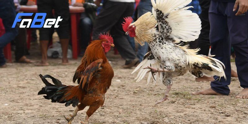 Mỗi màu mạng gà sẽ mang ý nghĩa riêng biệt