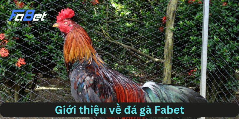 Giới thiệu sơ qua về đá gà Fabet